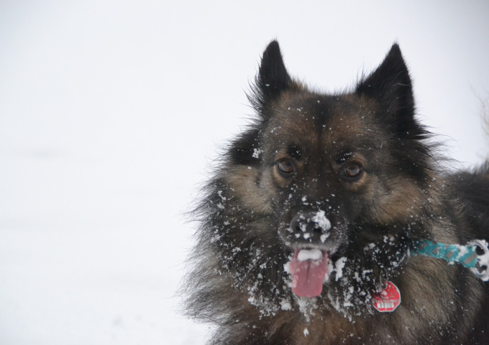 Bild von Schneetreiben im Harz